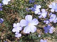 Lin - Linum Narbonense (fam Linacees) (Ouest Mediteraneen) (02) (Photo F. Mrugala)